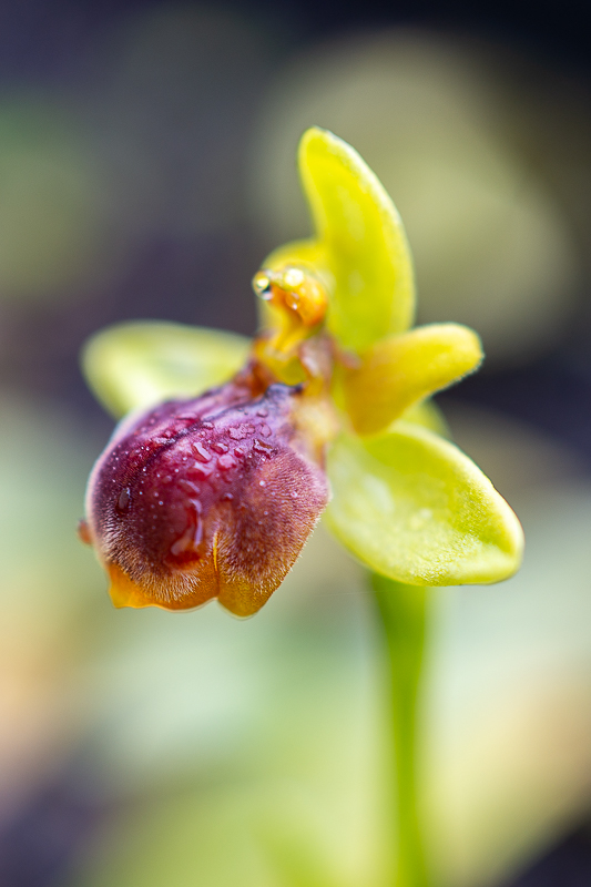 Ophrysluteaxbombyliflora-3.jpg
