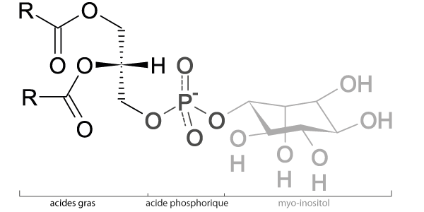 Phosphatidylinositol.png