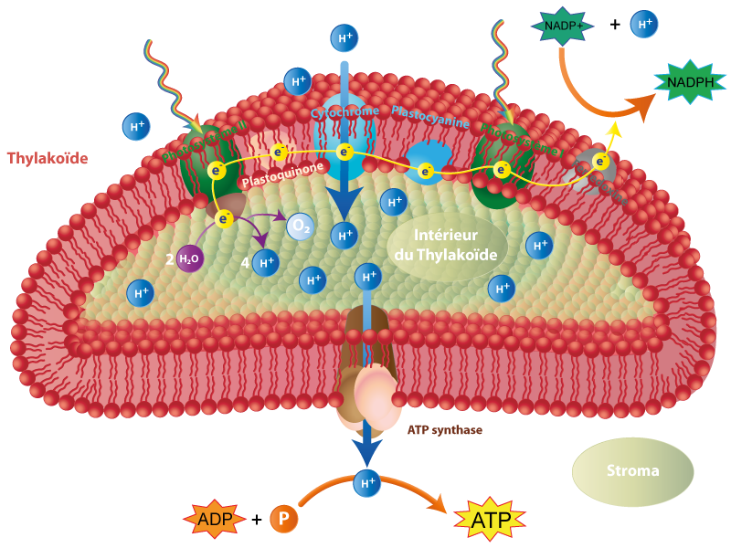 membrane thylak