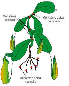  meristeme 