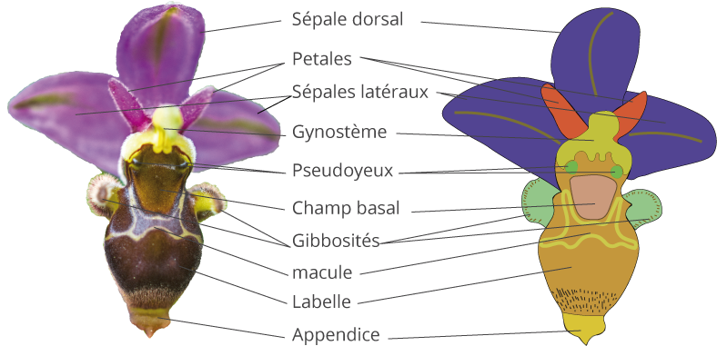 schéma d’une fleur d’Ophrys 