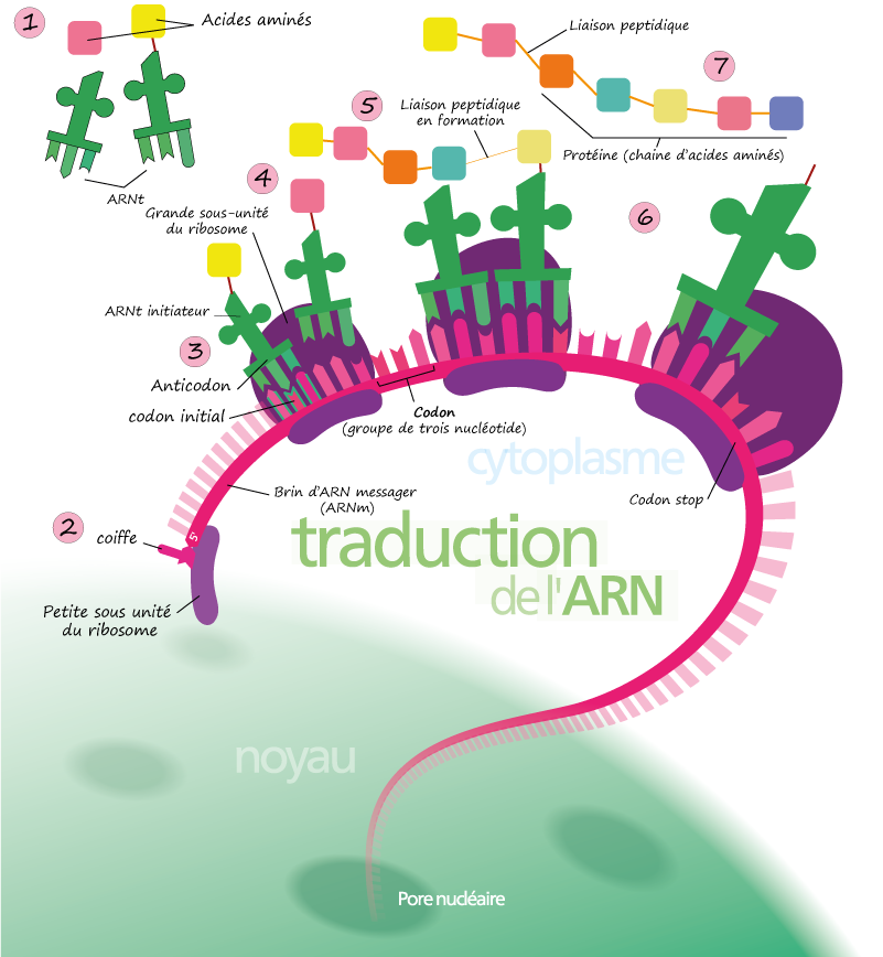 traduction ARN