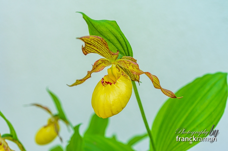 20230505-Cypripedium_victoria-3.jpg