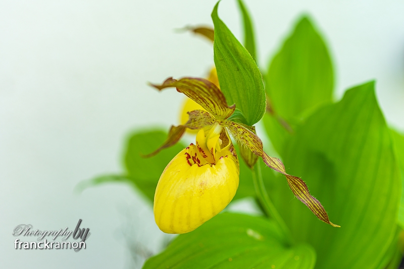 20230505-Cypripedium_victoria-6.jpg