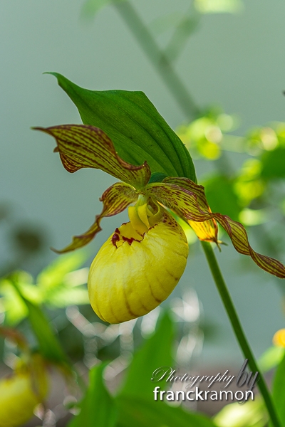 20230505-Cypripedium_victoria.jpg