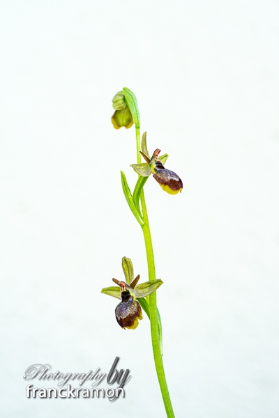 20230505-Ophrys_aymoninii_x_aveyronensis.jpg