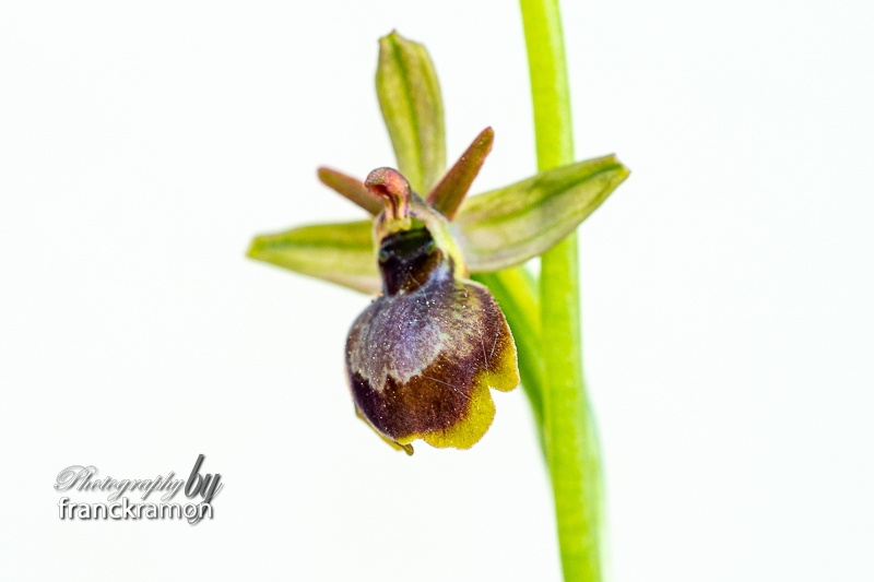 20230505-Ophrys_aymoninii_x_aveyronensis-4.jpg