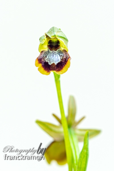 20230505-Ophrys_aymoninii_x_aveyronensis-6.jpg