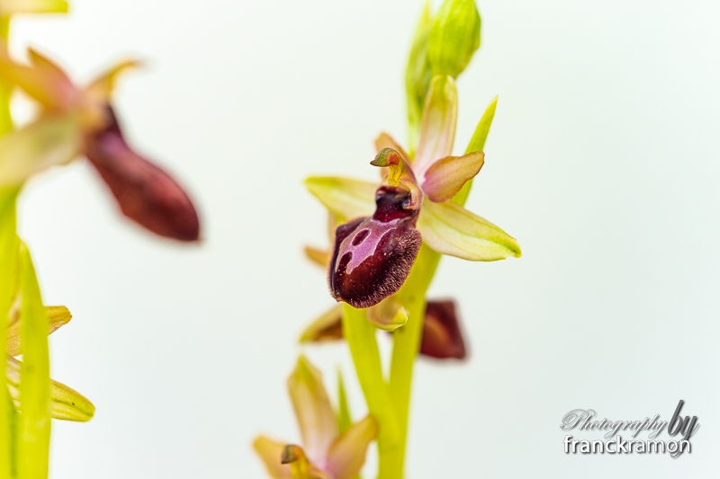 20230506-Ophrys_aveyronensis_x_incubacea-3.jpg