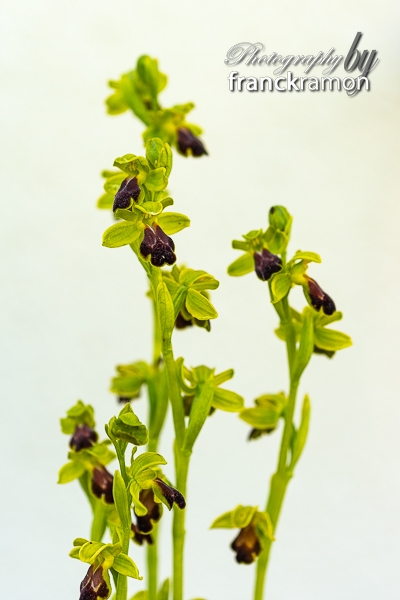 20230506-Ophrys_sulcata-3.jpg