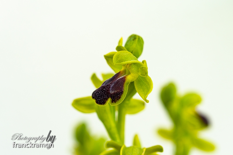 20230506-Ophrys_sulcata-4.jpg