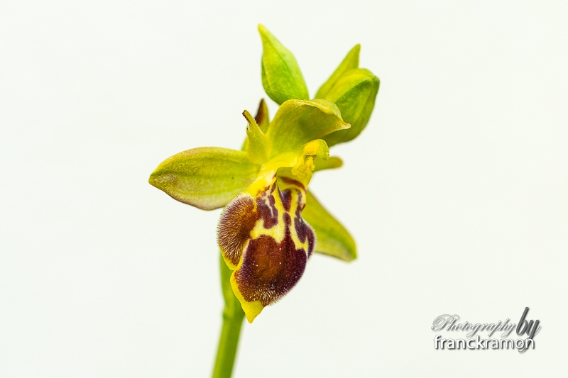 20230507-Ophrys_apifera_x_lutea-3.jpg
