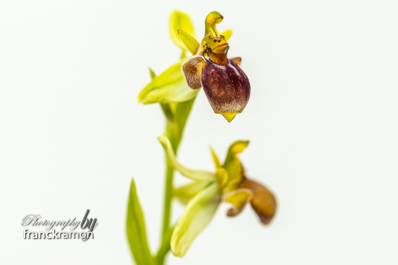 20230507-Ophrys_bombylifloraxscolopaxalba.jpg