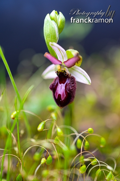 20230507-Ophrys_incubacea_x_magniflora-2.jpg