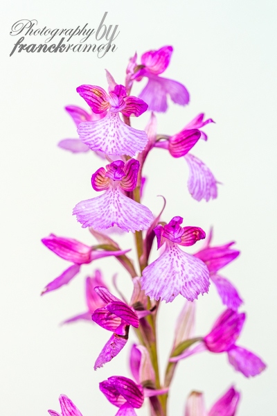 20230511-Anacamptis_papilionacea_x_morio.jpg