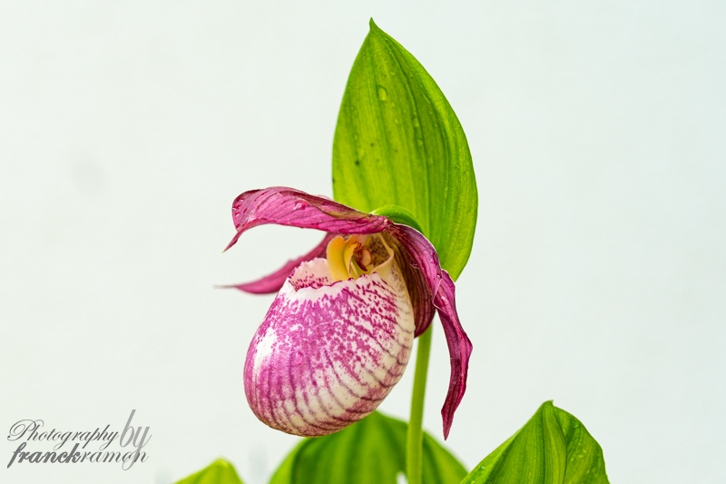 20230512-Cypripedium_Philipp-2.jpg