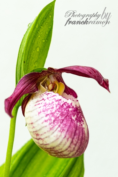 20230512-Cypripedium_Philipp.jpg