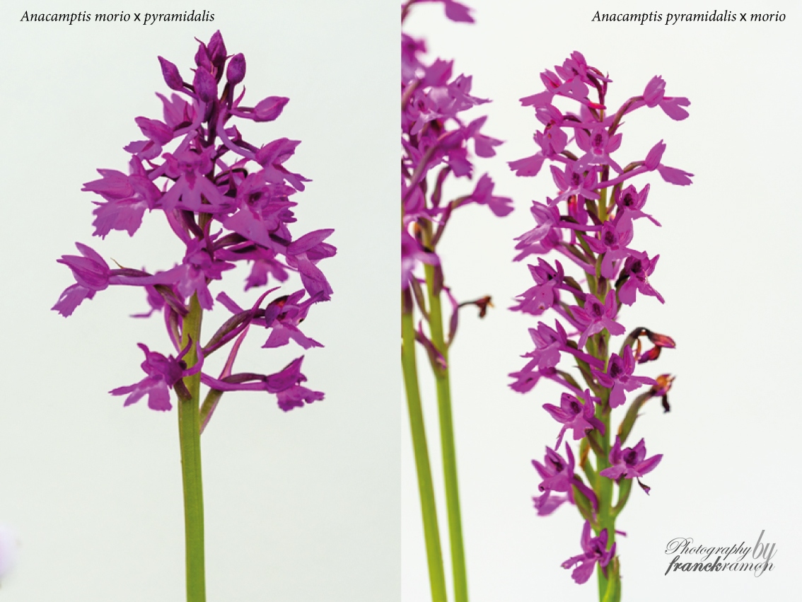 20230512-MixAnacamptis-morio-x-pyramidalis.jpg