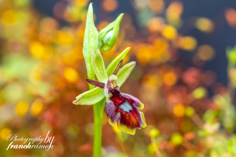 20230522-Ophrys_insectifera_x_incubacea-4.jpg
