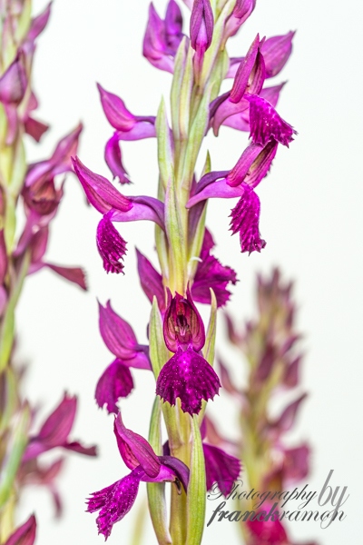 20230526-Anacamptis_coriophora_x_papilionacea.jpg