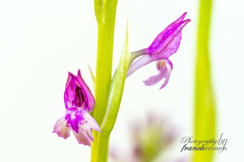 20230526-Anacamptis_coriophora_x_pyramidalis-2.jpg