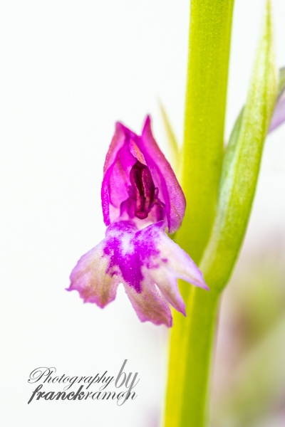 20230526-Anacamptis_coriophora_x_pyramidalis-3.jpg