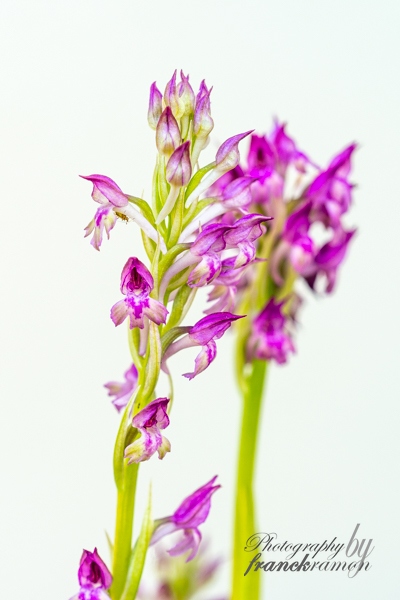 20230526-Anacamptis_coriophora_x_pyramidalis.jpg