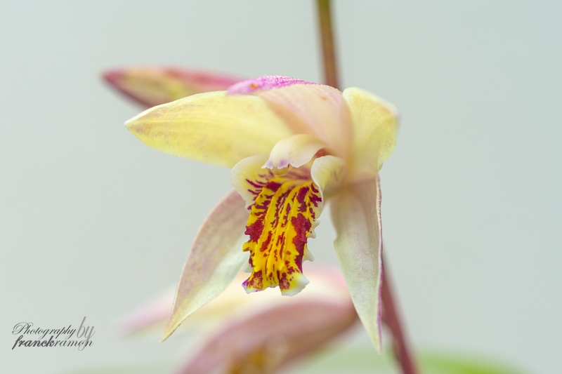 20230604-Bletilla_ochracea-2.jpg