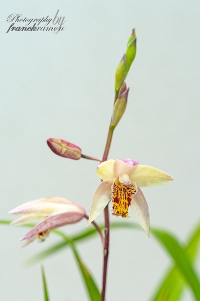 20230604-Bletilla_ochracea.jpg