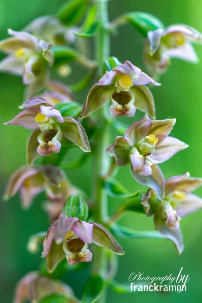 20230703-Epipactis_helleborine-3.jpg