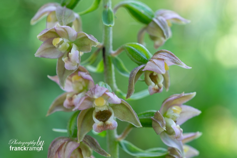 20230703-Epipactis_helleborine-4.jpg