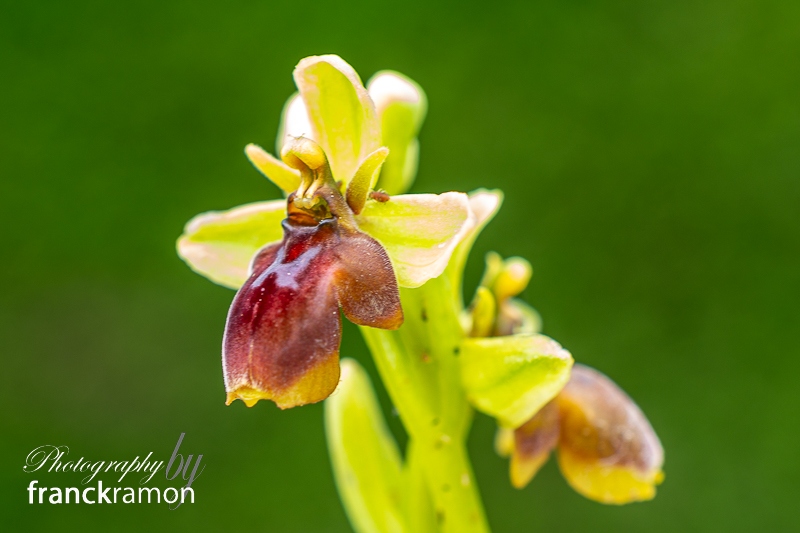 20240330-Ophrys_aymoninii_x_bombyliflora-2.jpg