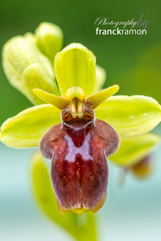 20240330-Ophrys_aymoninii_x_bombyliflora-3.jpg