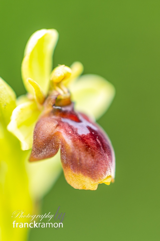 20240330-Ophrys_aymoninii_x_bombyliflora-4.jpg