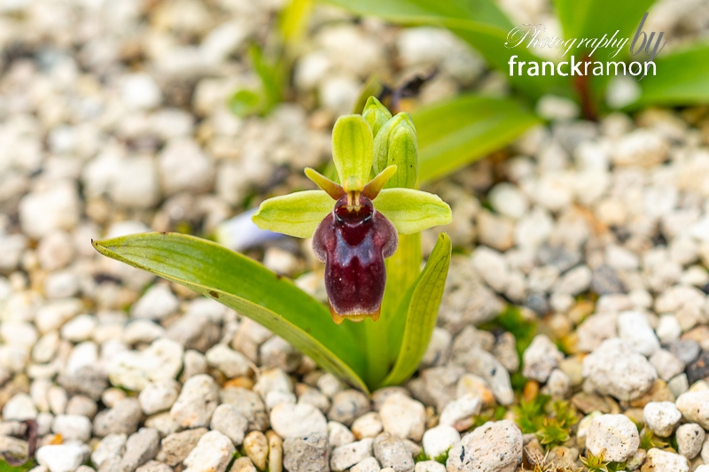20240330-Ophrys_aymoninii_x_bombyliflora.jpg