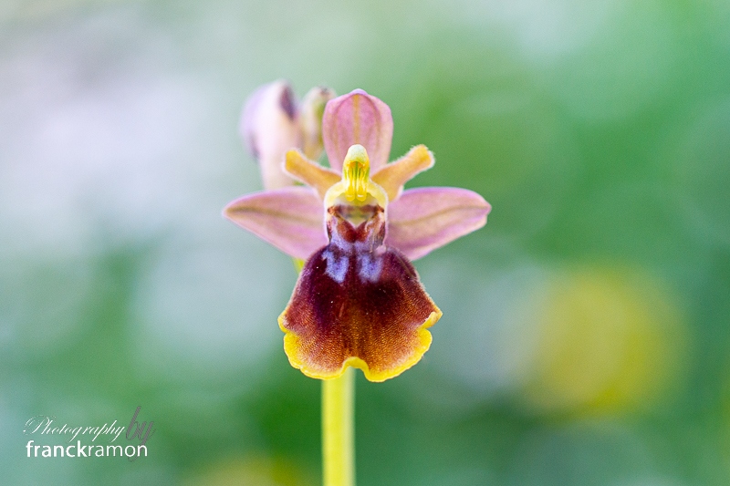 20240404-Ophrys_lutea_x_aveyronensis.jpg