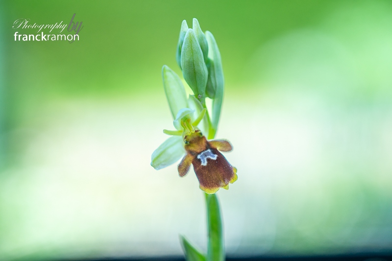 20240404-Ophrys_scolopax_x_aymoninii.jpg