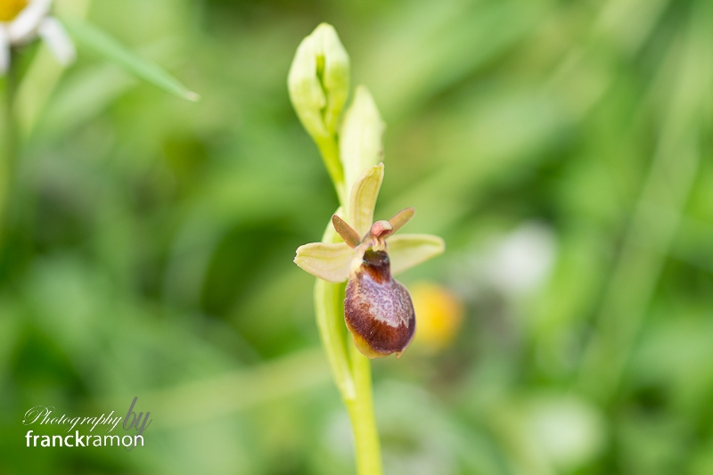 20240408-Ophrys_aveyronensis_x_aymoninii-2.jpg