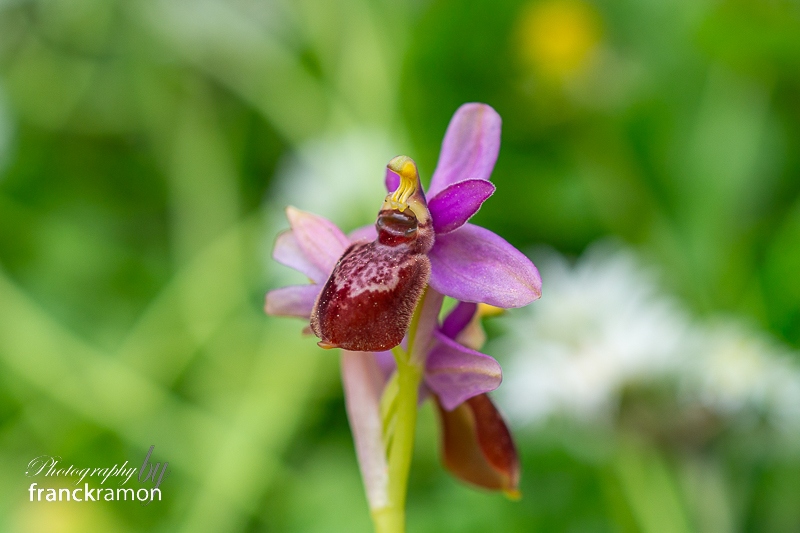 20240408-Ophrys_aveyronensis_x_tenthredinifera.jpg