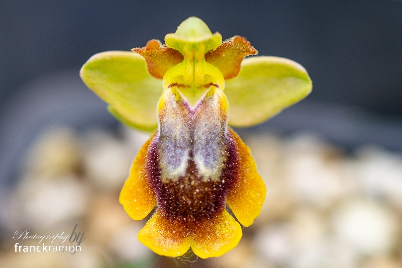 20240408-Ophrys_lutea_x_aveyronensis_x_lutea-2.jpg