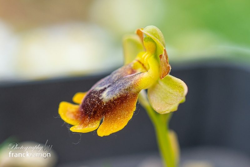 20240408-Ophrys_lutea_x_aveyronensis_x_lutea-3.jpg