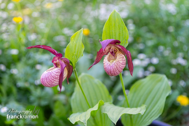 20240413-Cypripedium_Gisela.jpg