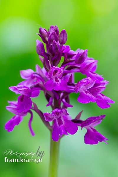 20240504-Anacamptis_pyramidalis_x_morio-2.jpg