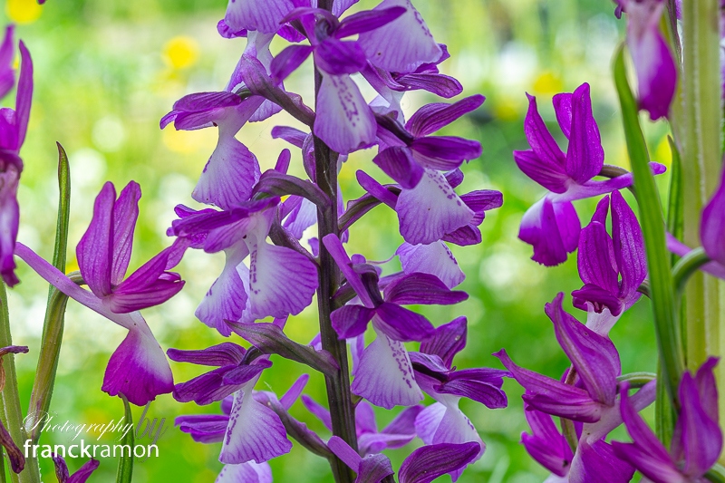 20240505-Anacamptis_morio_x_laxiflora.jpg