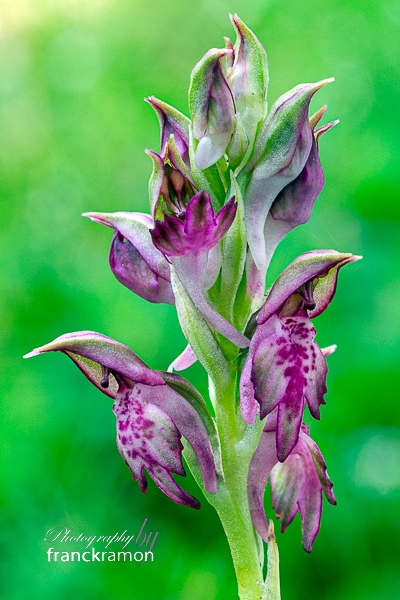 20240517-Anacamptis_coriophorasancta-.jpg
