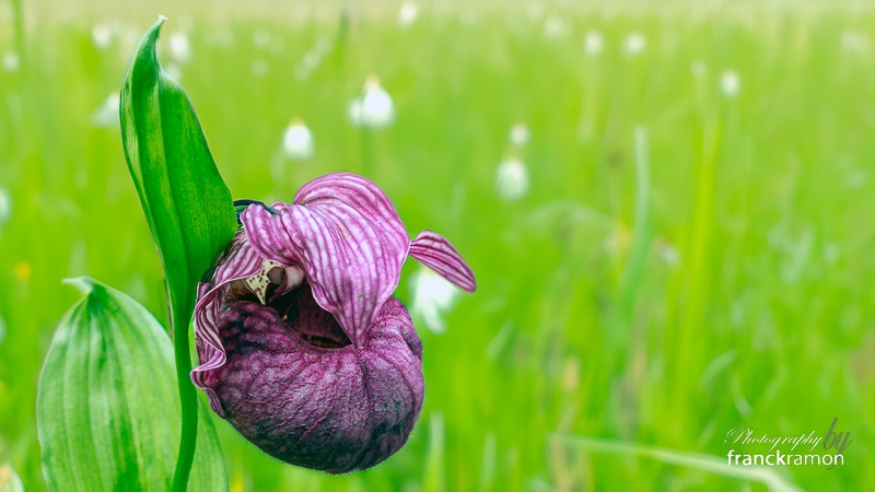 20240517-Cypripedium_tibeticum.jpg