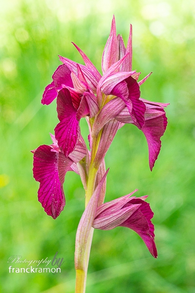 20240517-Serapias_vomeracea_x_Anacamptis_papilionacea.jpg