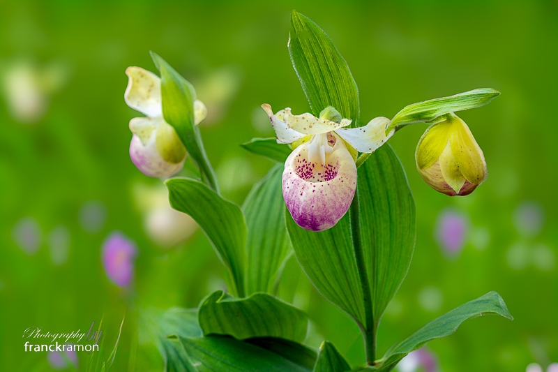 20240518-Cypripedium_ulla__Silkens.jpg