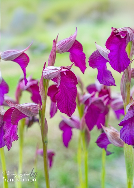 20240520-Serapias_lingua_x_Anacamptis_papilionacea.jpg
