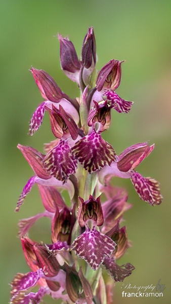 20240525-Anacamptis_coriophora_ssp_fragranspapilionacea-.jpg